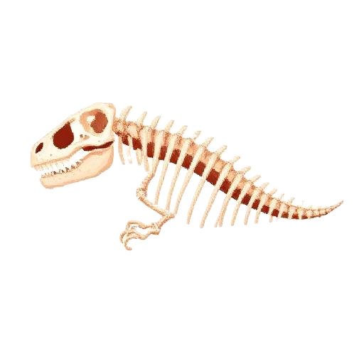Raptor Skeleton