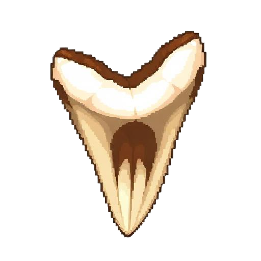 Megalodon Tooth